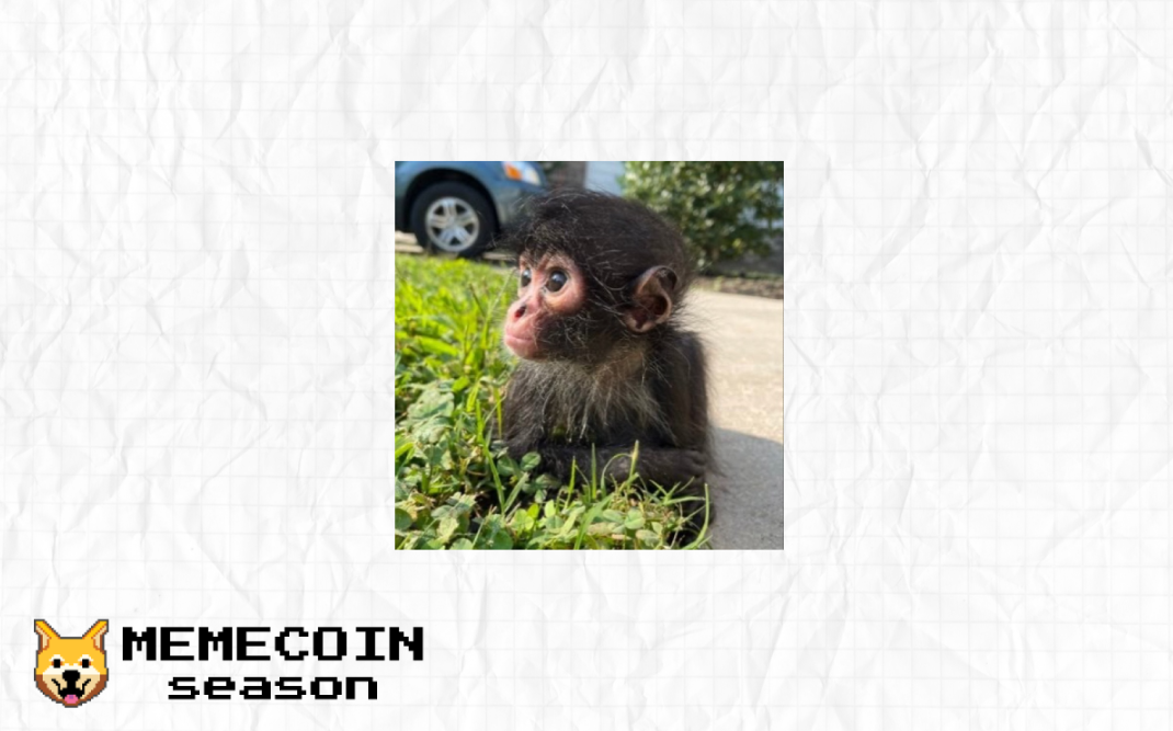 Winston Spider Monkey ($winston) meme coin